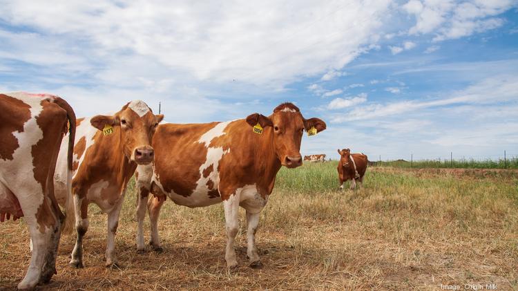 Startup looks to create a new craft milk ‘moovement’ with Colorado cows ...
